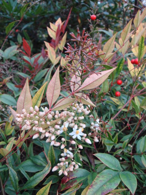 Nandina domestica fleurs P3 P14